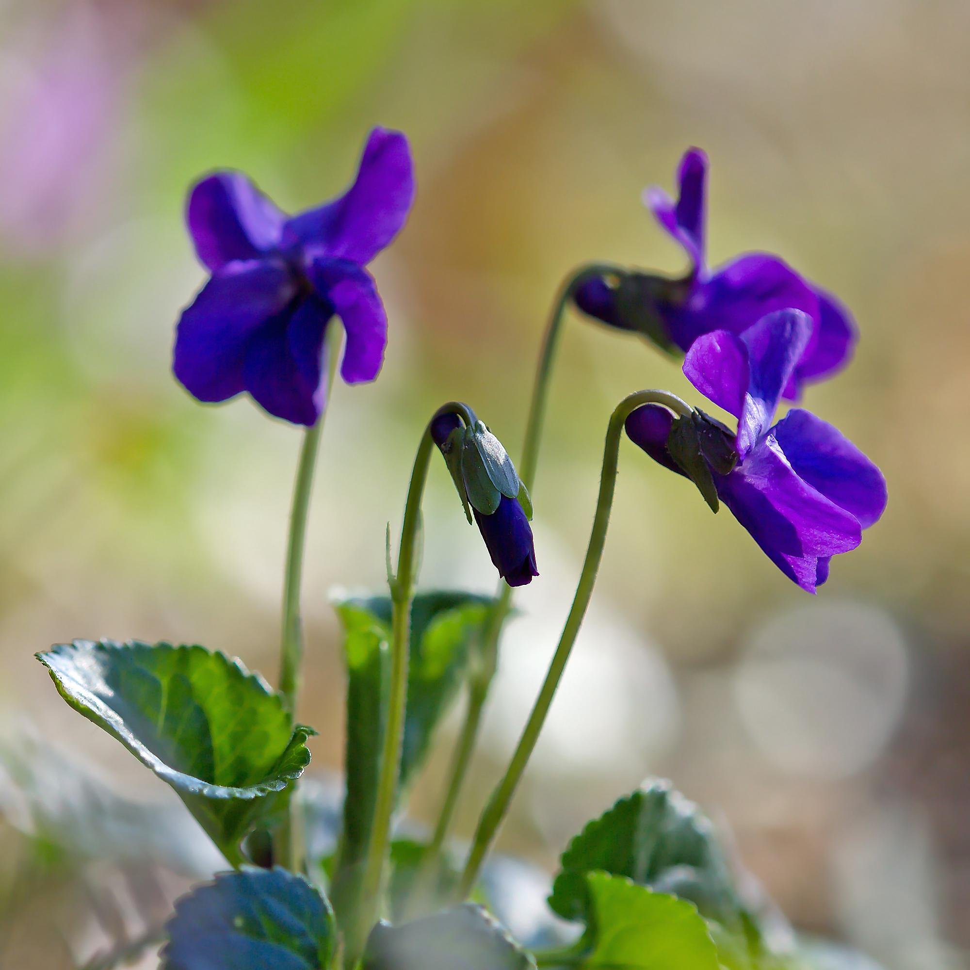 Woodland violas make a magic carpet of perennial color
