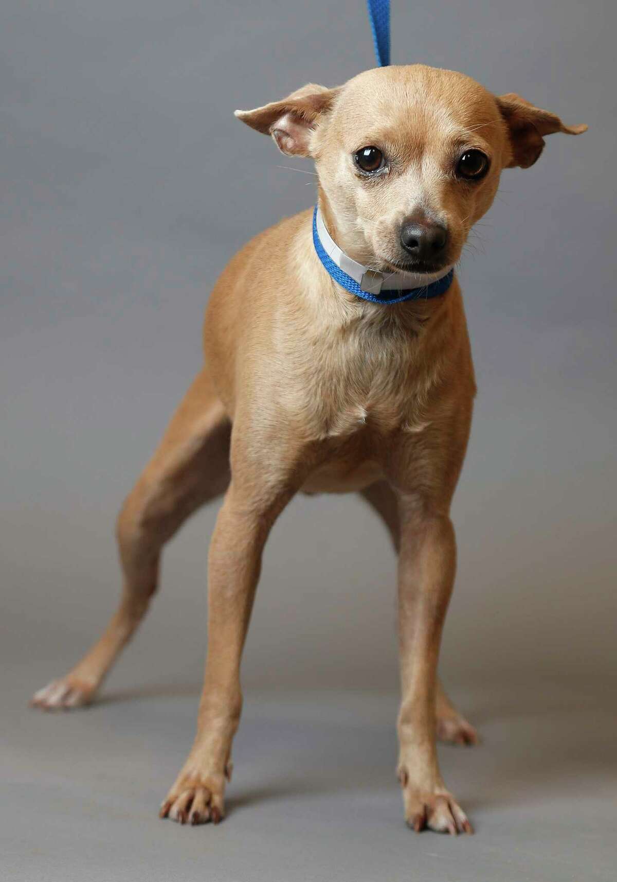 Guera is a 1 1/2-year-old, female, Chihuahua mix and is ready to be adopted from Houston SPCA. (Animal ID: 378168) Photographed Tuesday, Jan. 8, 2019, in Houston.