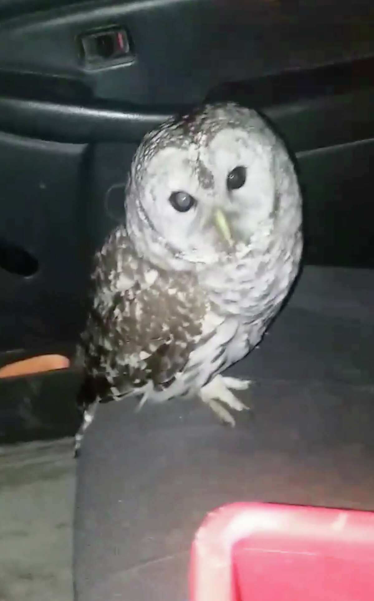 An owl flew through a moving pickup truck's window and into the driver's face on Jan. 2, 2019, in Averill Park, N.Y. The driver, Jeremy Dodge, suffered a few scrapes but the bird flew away, apparently uninjured. Keep clicking for more wild animal sightings in the Capital Region.