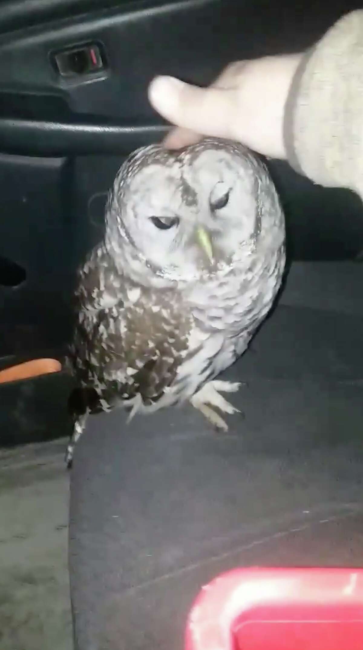 An owl flew through a moving pickup truck's window and into the driver's face on Jan. 2, 2019, in Averill Park, N.Y. The driver, Jeremy Dodge, suffered a few scrapes but the bird flew away, apparently uninjured.