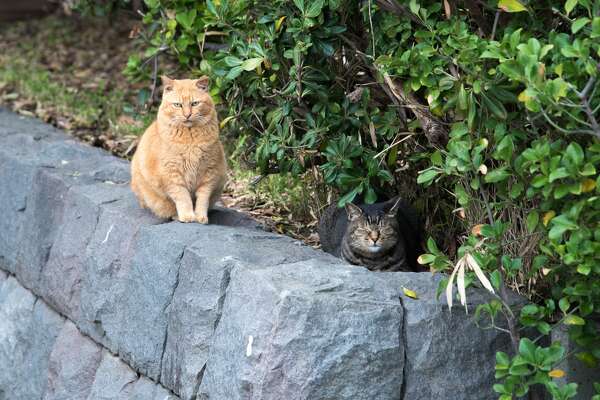 Feral Cats Take Over Tiny Town Of Spreckels Houstonchronicle Com