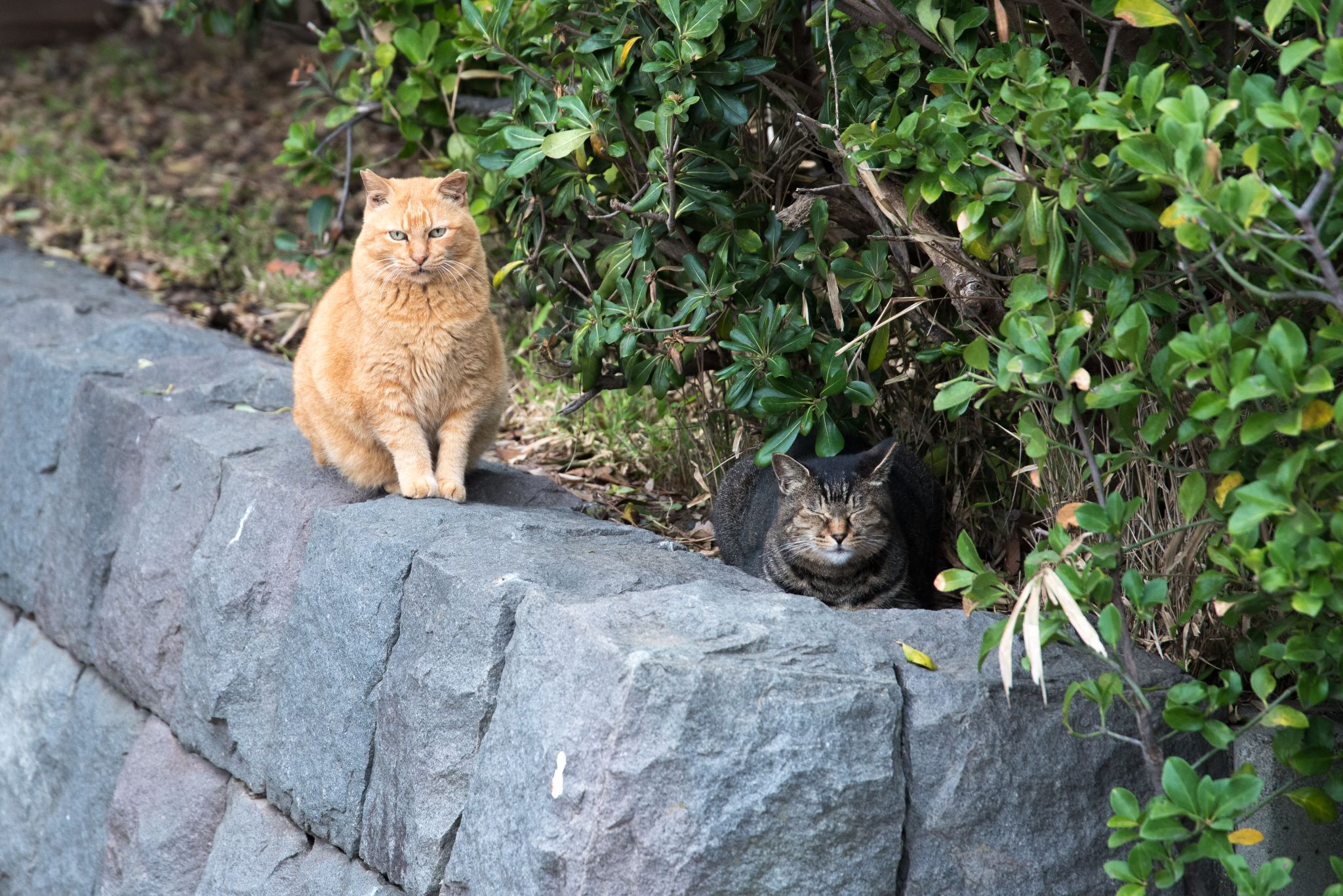 Feral cats take over tiny town of Spreckels