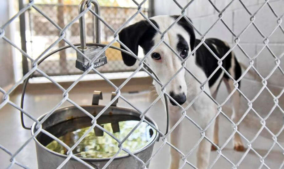 City of Laredo sets pet adoption event Laredo Morning Times