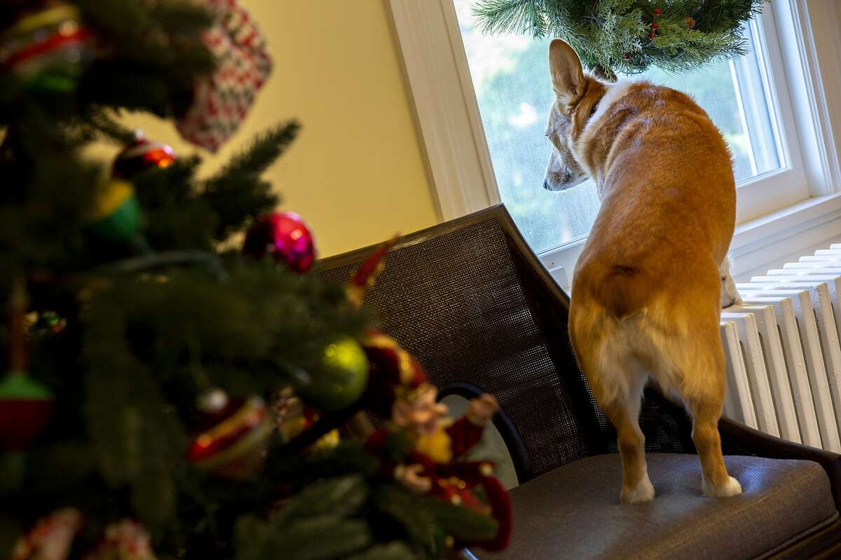 California Gov. Jerry Brown's first dog Colusa "Lucy" Brown at the governor's mansion on Thursday, Jan. 3, 2019, in Sacramento, Calif.