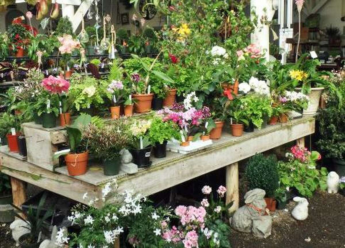 An abundance of plants of all varieties fill the Ballek’s Garden Center greenhouse in East Haddam.