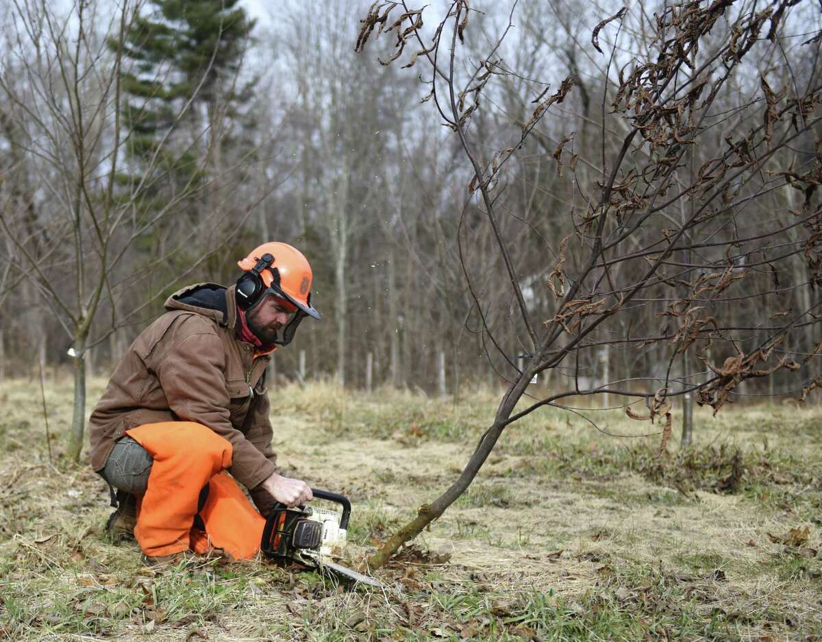 Greenwich Land Trust Conservation & Outreach Director Steve Conaway, Ph.D., cuts down an infected American Chestnut tree at GLT's American Chestnut Sanctuary in Greenwich, Conn. Thursday, Jan. 10, 2019. In 2014, Greenwich Land Trust planted 400 research seedlings approved by the American Chestnut Foundation in an enclosed area off Burning Tree Road. The species was once a dominant tree of Eastern U.S. forests, but was virtually eradicated by an Asian blight at the turn of the 20th century. Over several generations, the American Chestnut Foundation has propagated trees with qualities of the American Chestnut, but with disease resistance genes found in their Asian counterparts. The breeding project has been largely successful, as most of the trees planted at the American Chestnut Sanctary in Greenwich have been resistant to the disease.
