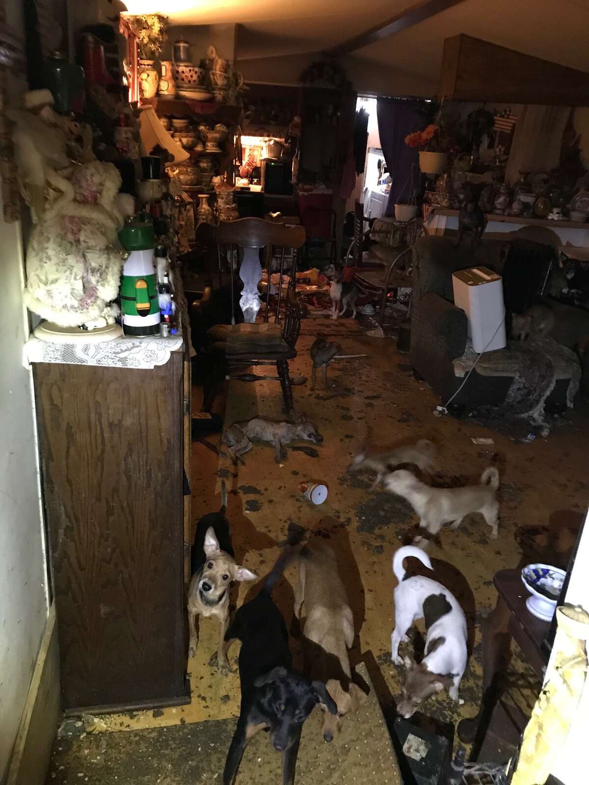 Judge severs ownership after more than 50 dogs found ‘left and