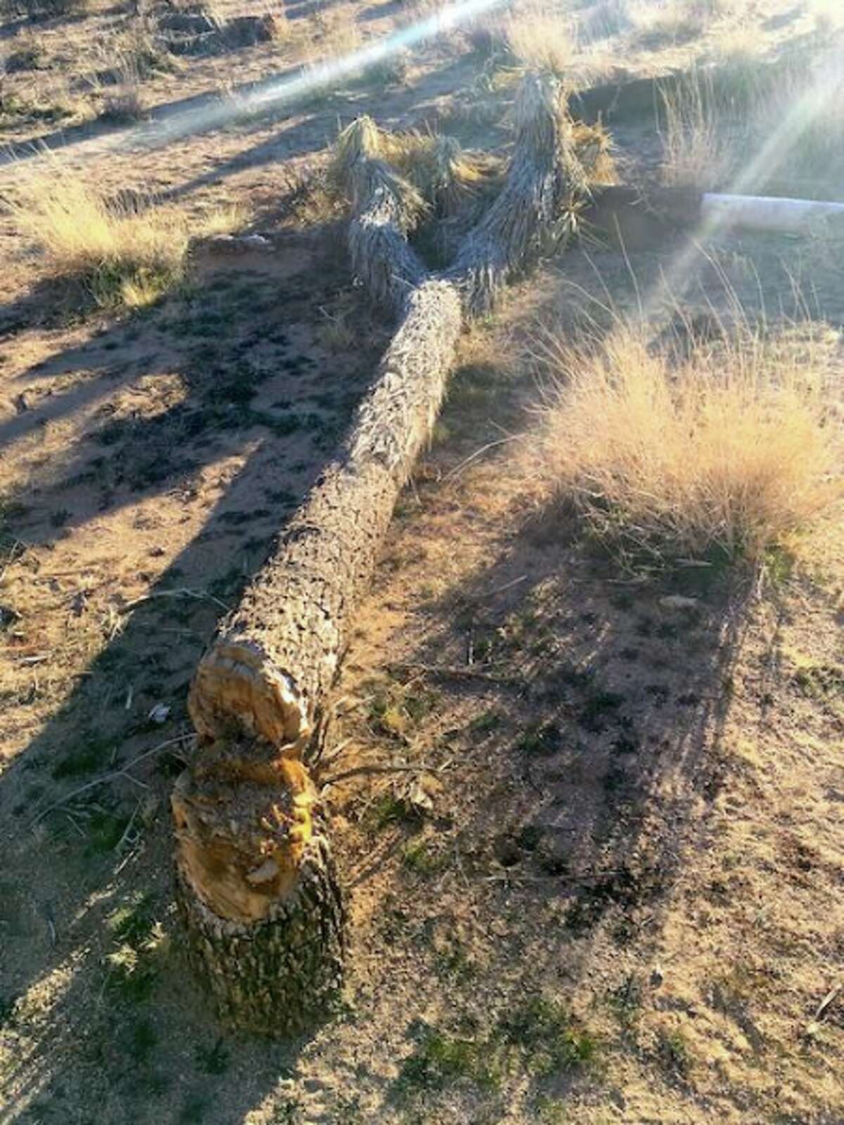 A picture provided by the National Park Service shows a felled Joshua tree at Joshua Tree National Park. The park sustained extra damage during the partial government shutdown.