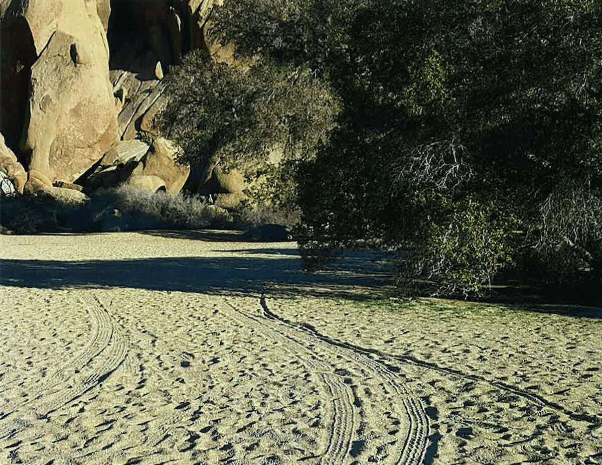 Joshua trees cut down, desert vandalized at Joshua Tree National Park