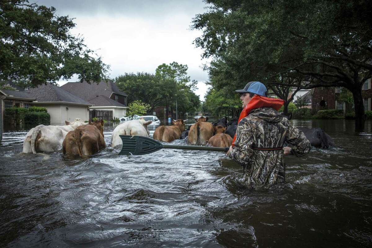 Trey Holladay herds livestock through a flooded neighborhood west of Houston after Hurricane Harvey on Aug. 29, 2017. A reader engages in the debate on whether extreme weather events such as this are a result of climate change.