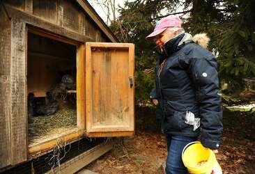 Monroe Loosens Laws On Backyard Chickens Connecticut Post