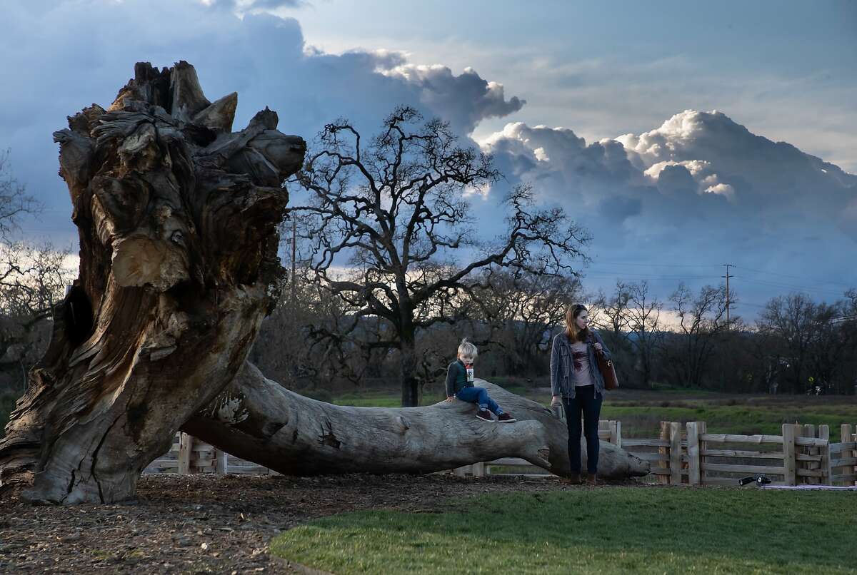 Wyatt Pardoe, 2, with his mother, Jessica sits on a tree that was pulled from the nature preserve on the property of the Russian River Brewing Company's on Saturday, Jan. 12, 2019, in Healdsburg, Calif. Pardoe said she loves the garden because it is large and soft for her son to run around in.