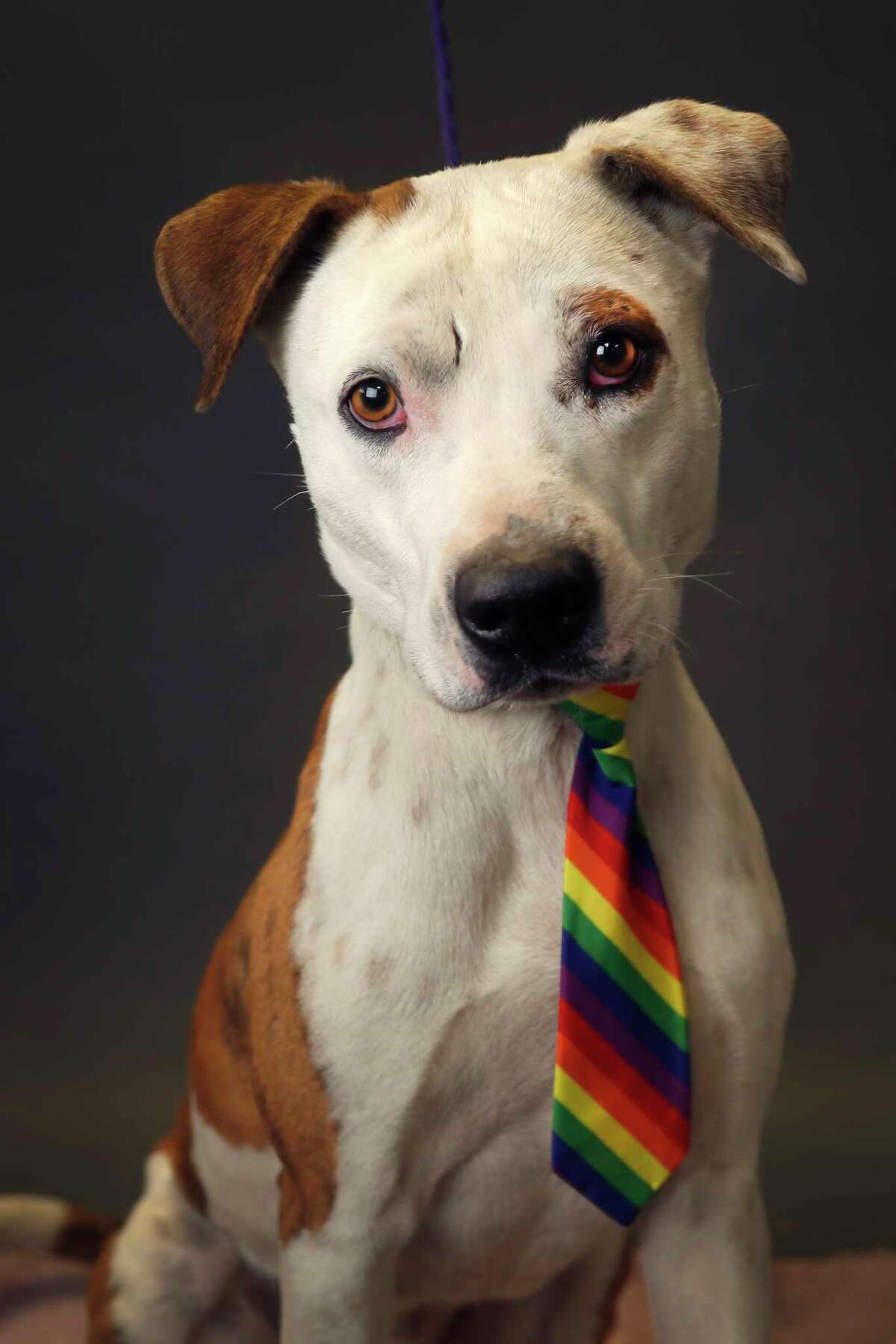 Conroe is a 1-year-old, male, Pit Bull mix and is ready to be adopted from Harris County Animal Shelter. (Animal ID: A525134) Photographed Tuesday, Jan. 15, 2019, in Houston.