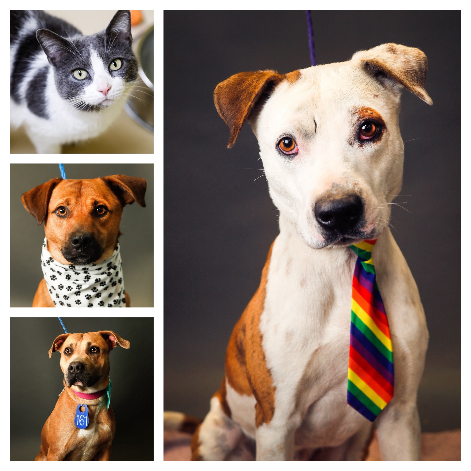 Pets Of The Week Harris County Animal Shelter pets-of-the-week-harris-county-animal-shelter